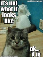 aad9b915232ccee20c2fc5fbd77ed60d--funny-kitties-kitty-cats.jpg