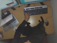 my cat helping me think and code.jpg