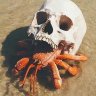 Skullcrab